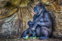 Gorilla Family�